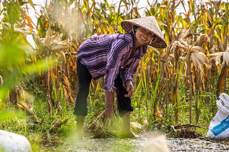 Frau bei der Reisernte, Vietnam