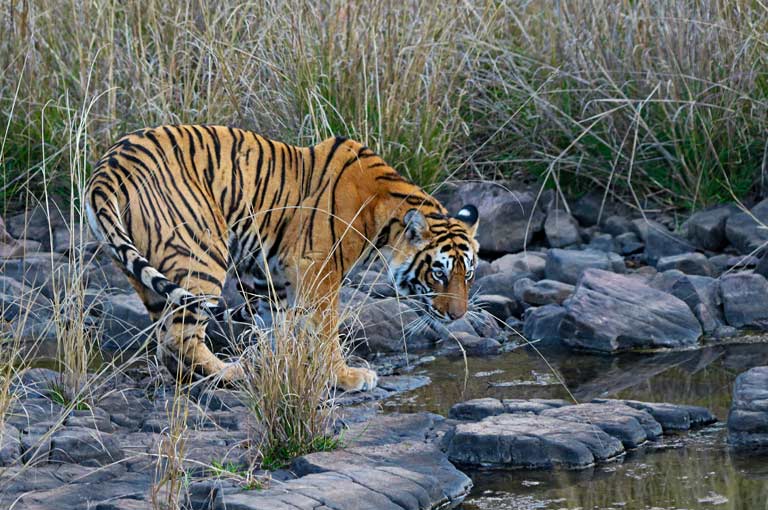 Tiger, unteren Ganges-Brahmaputra